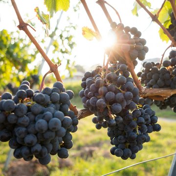 Urlaub in Söll mit Kindern oder als Pärchen Bündel reifer roter Trauben hängen am Weinstock bei Sonnenschein