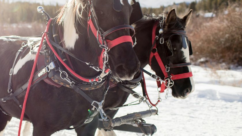 Die besten Routen für Pferdeschlittenfahrten in Tirol Pferde mit rotem Geschirr ziehen rote Kutsche im Schnee